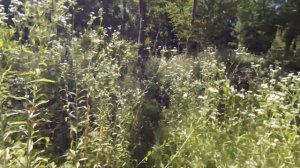 За лисичками в леса Кубани! Благородные грибы в Краснодарском крае! Грибов мало, но лес очень краси