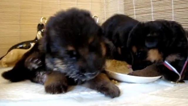 ПРОДАМ ЩЕНКОВ НЕМЕЦКОЙ ОВЧАРКИ с РОДОСЛОВНОЙ (д.р.16 марта 2013) смотреть онлайн