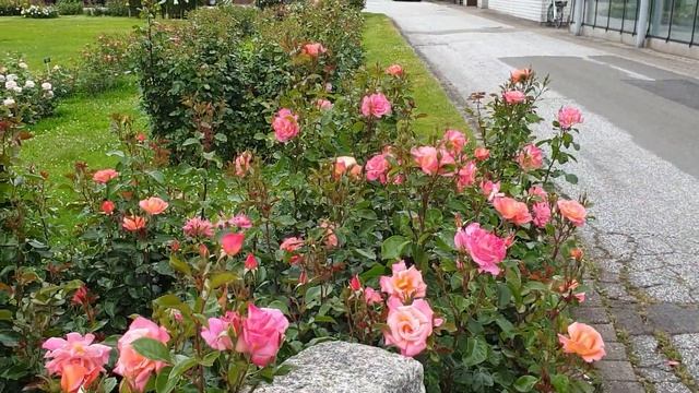 Розы Tантау 2021 часть 2. смотреть онлайн