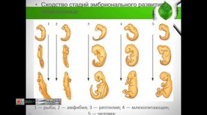 Биология: Место человека в живой природе.