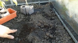 ВЫСАДКА ТОМАТОВ В ТЕПЛИЦУ. Как посадить томаты если почва ещё не прогрелась.