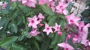 флокс Уральские сказы- октябрьское цветение
