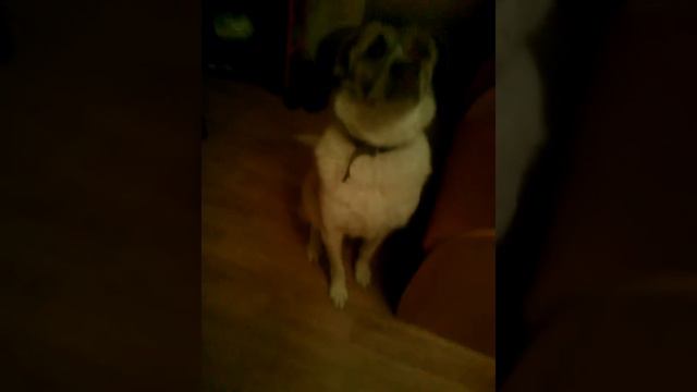 Бублик выполняет команды смотреть онлайн