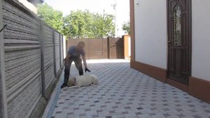 Как научить лабрадора по кличке Бен командам Сидеть, Лежать, Стоять, Ползи.