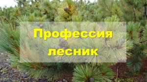 Профессия лесник