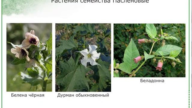ГРУППЫ ПАСЛЕНОВЫХ ПО ЗНАЧЕНИЮ