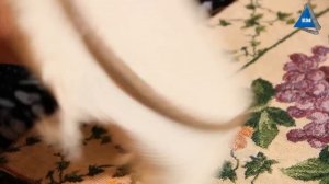 Вышивка крестом для детей 5 лет