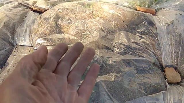 Накрывать плёнкой или не накрывать осенью клубнику смотреть онлайн