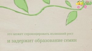 Посадка расторопши - как правильно посадить расторопшу