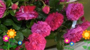 Роза кустовая Фишермэнс Френд. Краткий обзор, описание характеристик Fisherman’s Friend