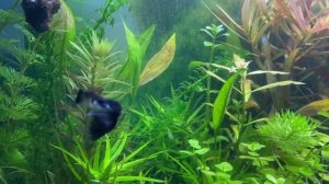 Гуппи Чёрный Монах любовь