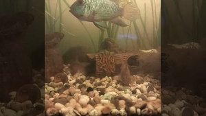 Нанакара, аква , аквариум, рыба, рыбки