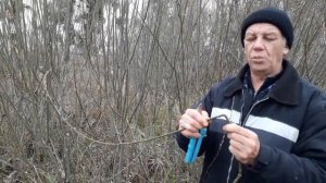 Заготовка ивовых прутьев Ива козья