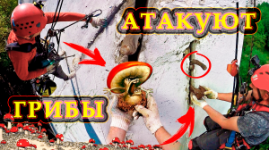 Грибок и плесень атакуют. Ремонт межпанельных швов.