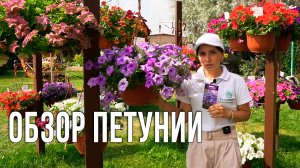 Петуния гибридная Ивнинг Сенсейшн. Обзор петунии.