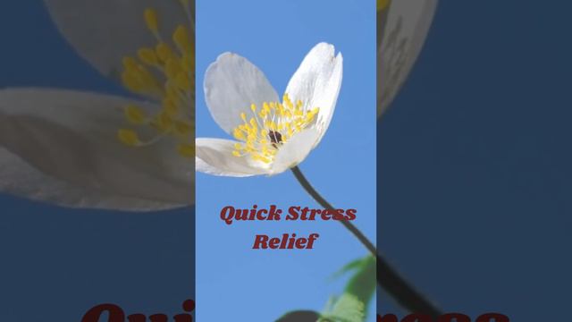 Quick Stress Relief Mini-Meditation: 40-Second Break for Inner Peace