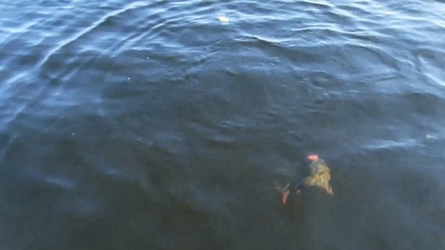 Рыбалка на севере Карелии. Рыболовная база Коккосалма. смотреть онлайн