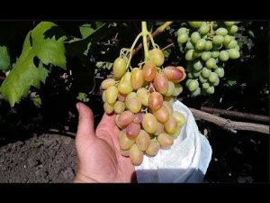 Сорт Винограда Ксения