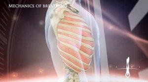 Механизм дыхания 2