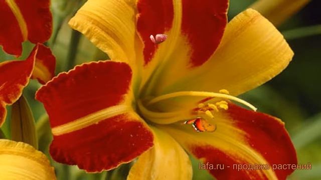 Лилейник гибридный Франс Халс (frans hals) ? обзор: как сажать, луковицы лилейника Франс Халс смотреть онлайн