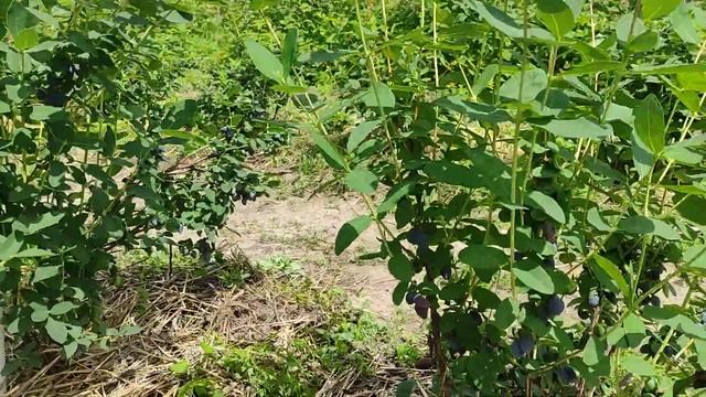 Жимолость Голубое сокровище (Blue Treasure)2023 смотреть онлайн