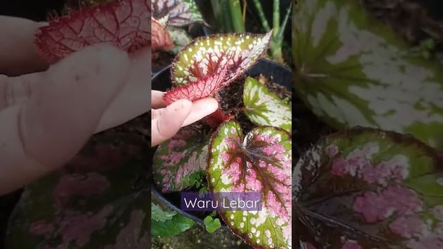 Nanam begonia pakai daun