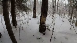 НА КАРАКАТЕ НА РЫБАЛКУ, ЗА ПЛОТВОЙ И ЩУКОЙ. #вездеход_мишутка #река_чагода