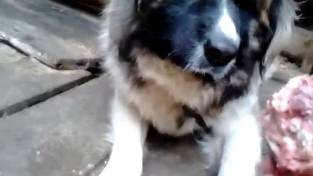 Собака умная смотреть онлайн