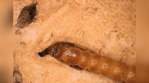 Как легко уничтожить проволочника на огороде?