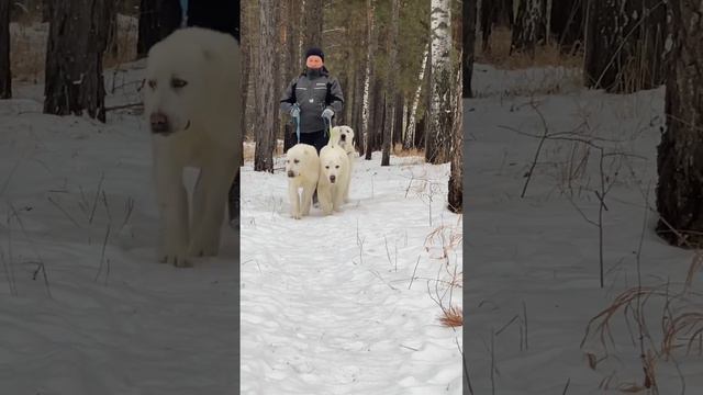 Алабаи белые питомник Таёжный Талисман 🧿 #алабай #щенкиалабая #сао #белыйалабай #таежныйталисман