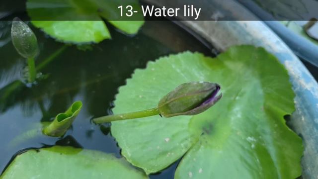 25+ Permanent Hardy Summer Flowering Plants | मार्च/अप्रैल मे नर्सरी से जरूर लाए ये पौधे