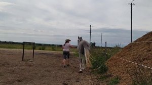 Терские кони. Воспитываем лошадей. Голосовое управление