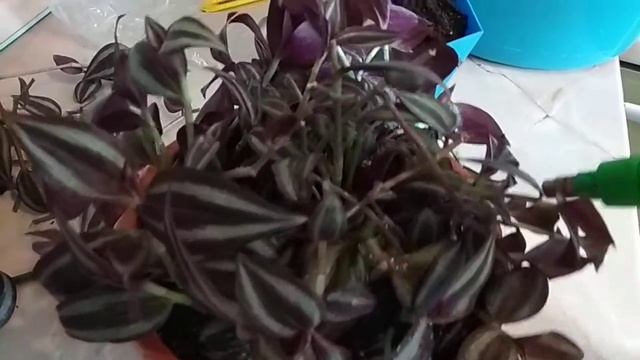 #зебрина#омоложение куста# ЗЕБРИНА ФИОЛЕТОВАЯ - ОМОЛОЖЕНИЕ КУСТА. смотреть онлайн