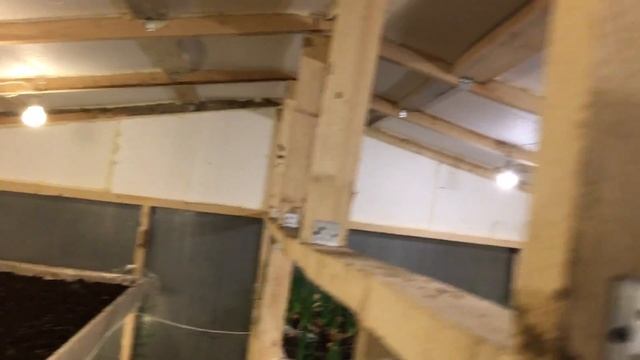 Обзор теплицы. Рост щавеля. Лук 50см. смотреть онлайн