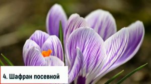 ТОП 10 | САМЫЕ ДОРОГИЕ ЦВЕТЫ В МИРЕ | САМЫЕ КРАСИВЫЕ ЦВЕТЫ В МИРЕ | самые красивые цветы в мире