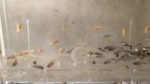 Мальки.Ацей Нгара. Ацей Лювала Риф( Мзули).Первый день новой жизни.