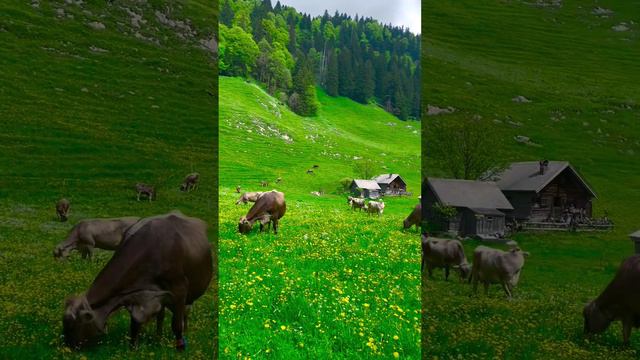 Утро в швейцарских Альпах