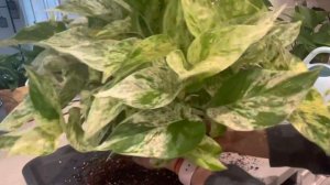 How to repot Marble Queen Pothos🌱