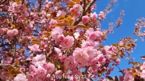 Райский сад! Незабываемое зрелище! Изумительно красивые цветущие сакуры! Как цветёт сакура. Весна!