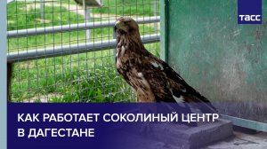 Как работает Соколиный центр в Дагестане
