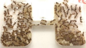 Myrmica Rubra Colony Update #1 - A New Year Ahead