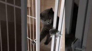 Видео нарезка приколов с кошками и сабаками, Video cutting jokes with cats and dogs