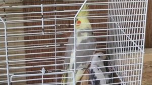 Самец КОРЕЛЛА Нимфа. Поведение.