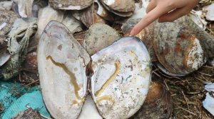 Мировая столица жемчуга. Как выращивают жемчуг на Китайских фермах. How Are Pearls Made?Chinese far