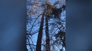 Как спилить наклонное и опасное дерево