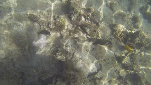 Египет, Подводный мир, Шарм-Эль-Шейх, залив Наама, часть 3 из 3