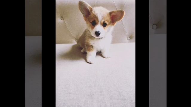 сабачка смотреть онлайн