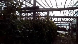 Томаты Пинк маргари, Цетус, Розалба.