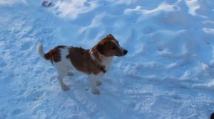 Джек рассел зимой. Jack Russell in winter
