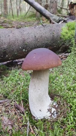 Белый гриб, White mushroom, Грибы, Forest, Лес